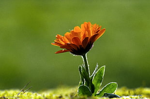 bokeh photo of orange-petaled flower HD wallpaper