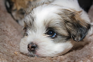 white and tan Lhasa Apso puppy, cat