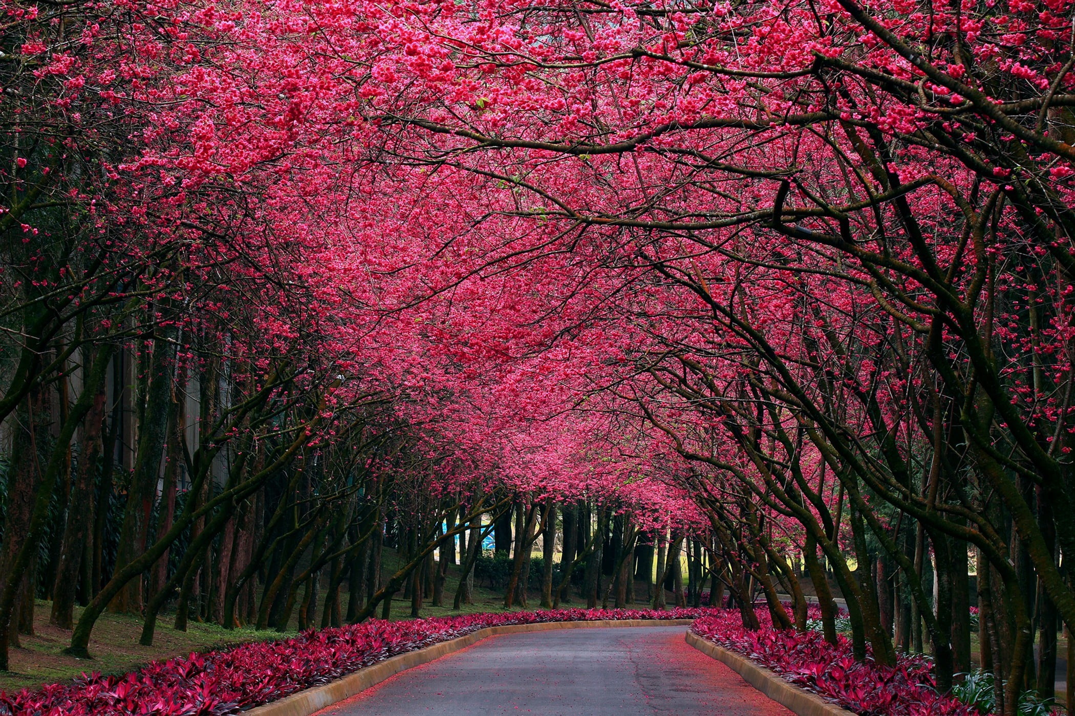 pink leaf trees, branch, road