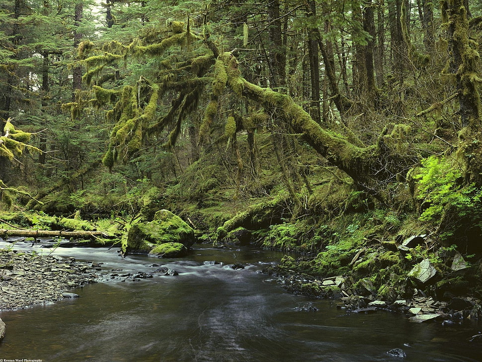 green trees, landscape HD wallpaper