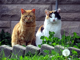 brown and white short coated cats