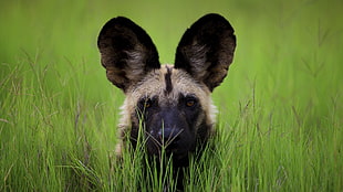 African Wild Dog siting on grass