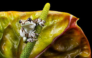 close-up photography of white and brown frog