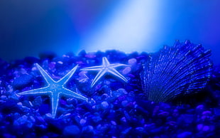 shallow focus photography of two starfish and seashell HD wallpaper