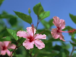 selective focus photography of pink hibiscus flower HD wallpaper
