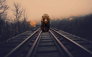 brown bear wallpaper, bears, nature, animals, photo manipulation HD wallpaper