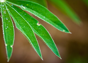 selective focus photo of green linear leaf plant