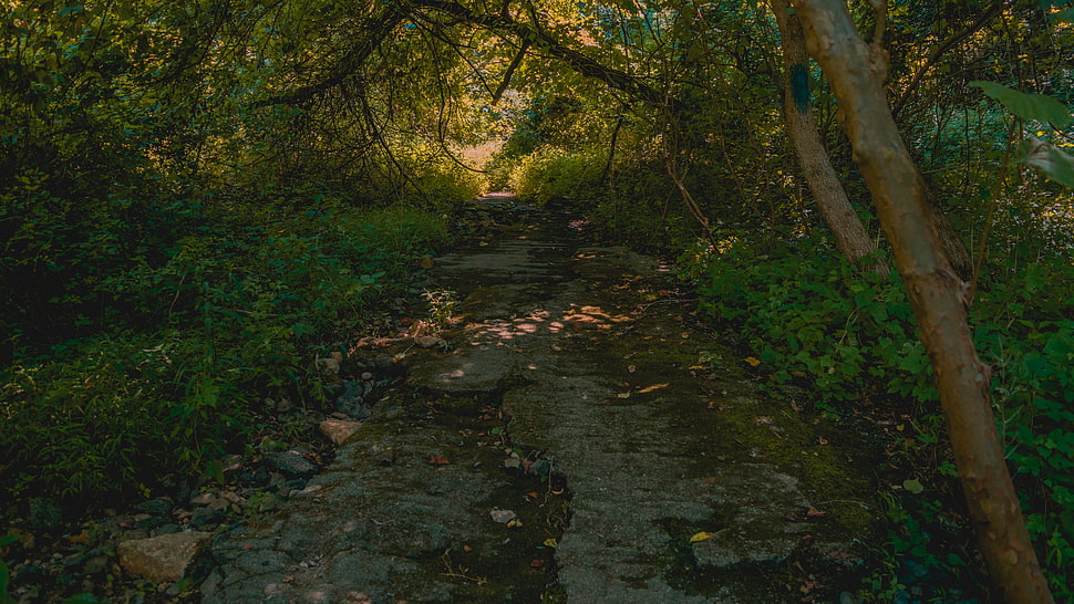 green leaf plant, path, forest, trees HD wallpaper