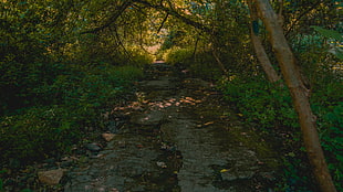 green leaf plant, path, forest, trees