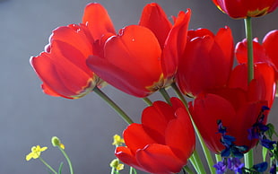 red flowers illustration