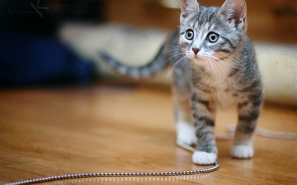 silver and white tabby kitten HD wallpaper
