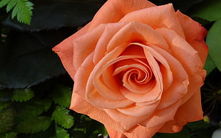orange rose flower, flowers, rose