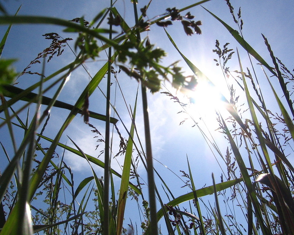 green grass during daytime HD wallpaper