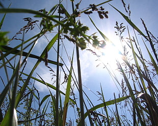 green grass during daytime