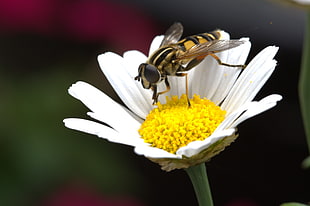 Hoverfly on white Daisy flower during daytime HD wallpaper