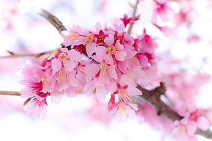 assorted pink flowers shallow focus photography HD wallpaper