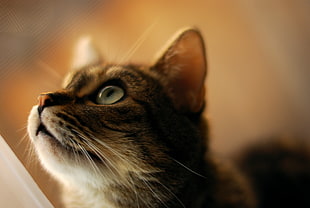 closeup photography of gray tabby cat HD wallpaper