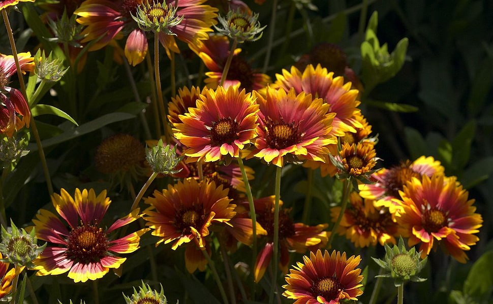 yellow and red flower lot during daytime HD wallpaper