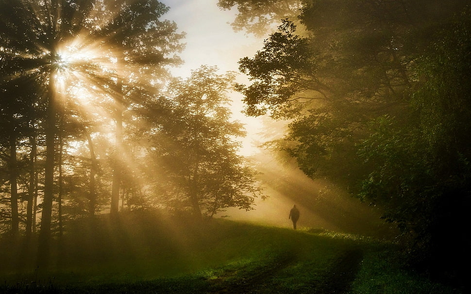 green leafed trees, nature, landscape, sun rays, forest HD wallpaper