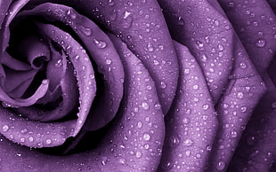 purple petaled flower, purple, rose, nature, closeup HD wallpaper