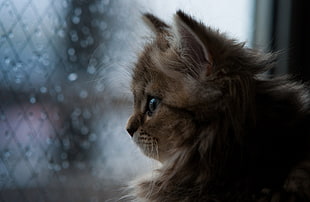 brown kitten near on the clear glass window HD wallpaper