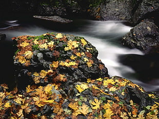 leaves on rock near the body of water HD wallpaper