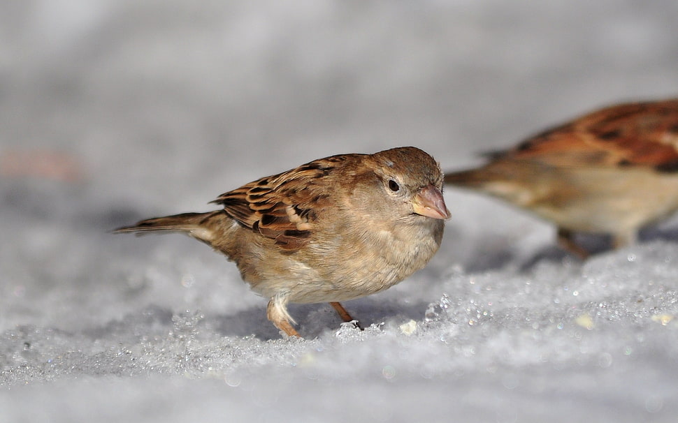 brown small bird on snow HD wallpaper