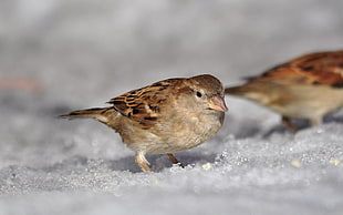 brown small bird on snow