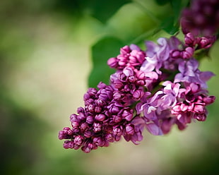 purple Lilac flower in close up photography