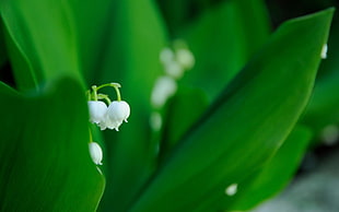 white lily of the valley flower