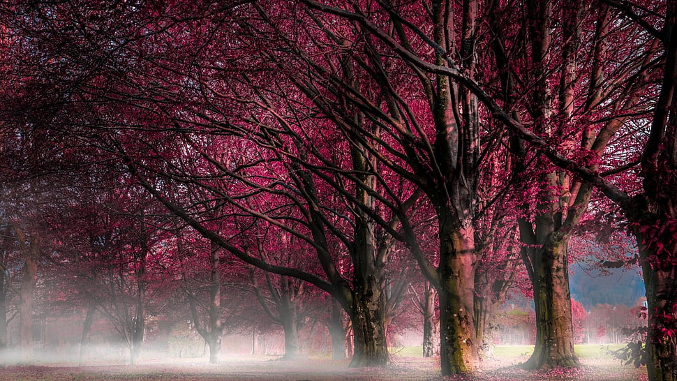 pink trees, forest, mist, nature, landscape HD wallpaper