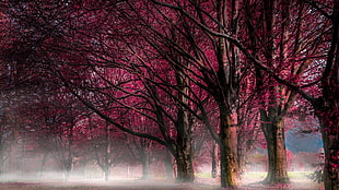 pink trees, forest, mist, nature, landscape