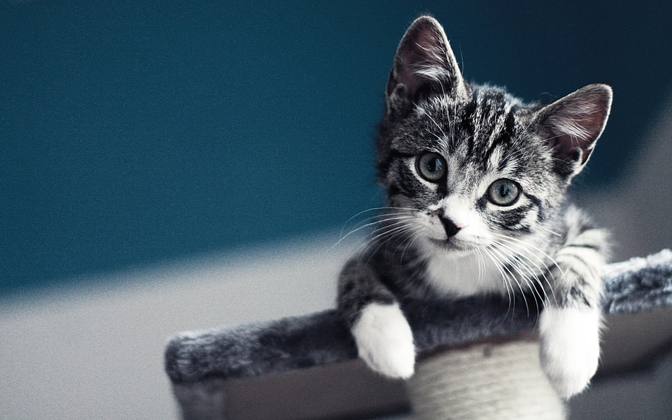 black and white tabby kitten HD wallpaper