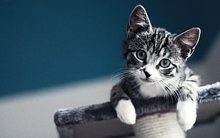 black and white tabby kitten