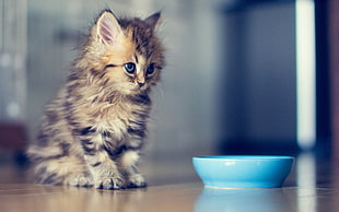kitten sitting near bowl inside room