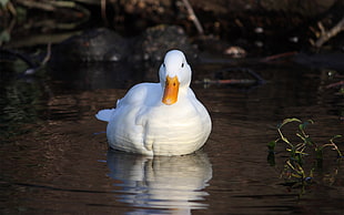 white goose in water