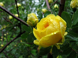 yellow Hibiscus, rose