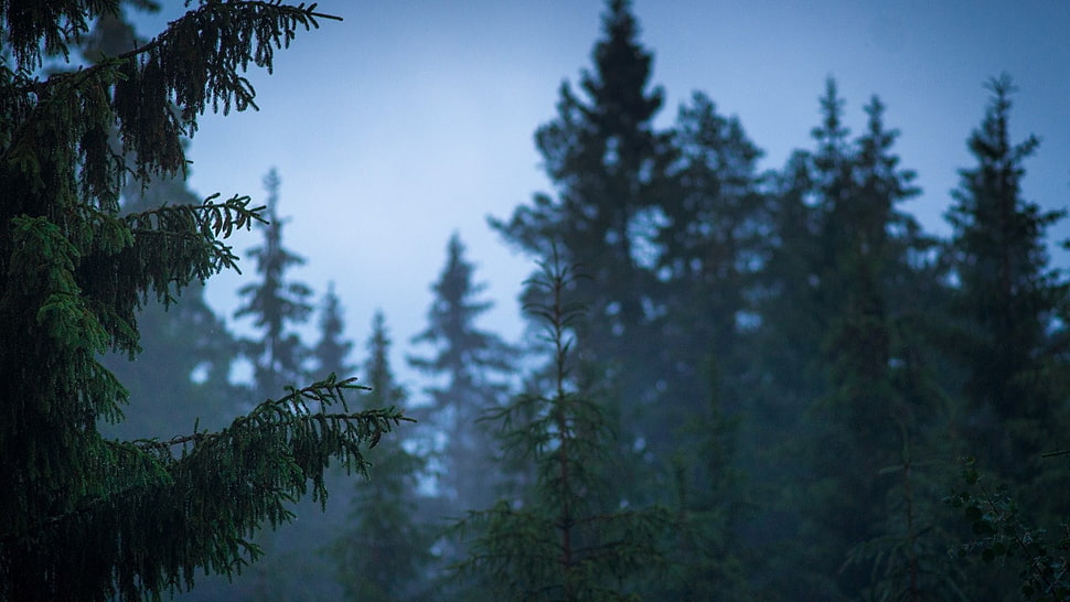 pine trees, nature, forest HD wallpaper