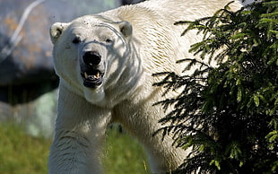 Polar bear near green plant leaves