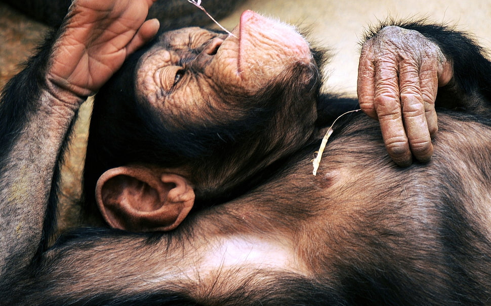 Monkey laying down HD wallpaper
