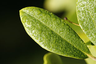 green leaf plant