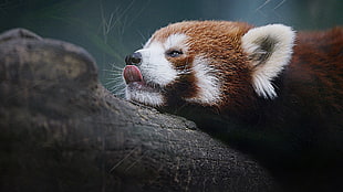 red panda bear, red panda, panda, nature, animals HD wallpaper