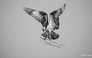black and white eagle illustration HD wallpaper