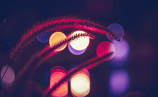 red feather grass, Lights, Bokeh, Blurry