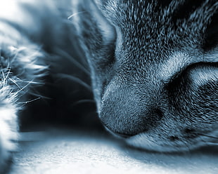 gray fur cat close-up photo