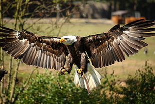 brown, white, and black Eagle