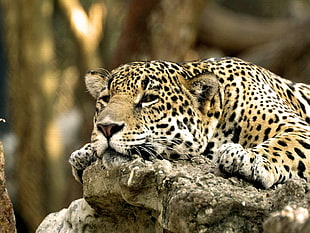 brown tiger