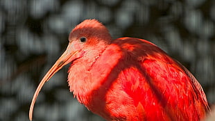 Flamingo taking picture during daytime