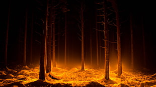 bare trees painting, dark, lights, forest, trees