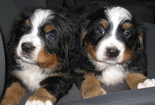 two long-coated black-white-and-beige puppies